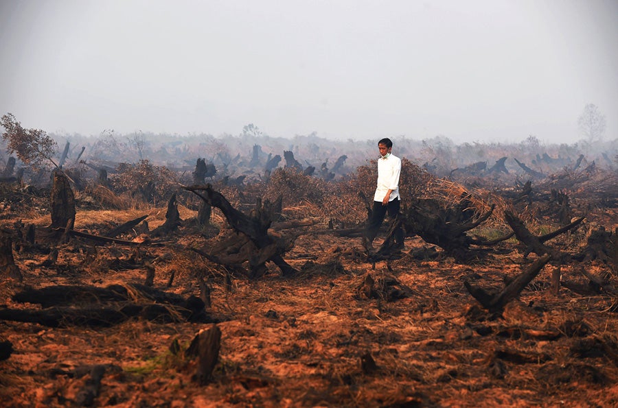 Forest destruction