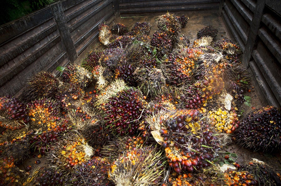 Palm fruit in a a trailer