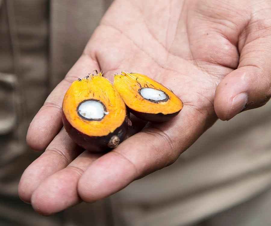 Palm fruit