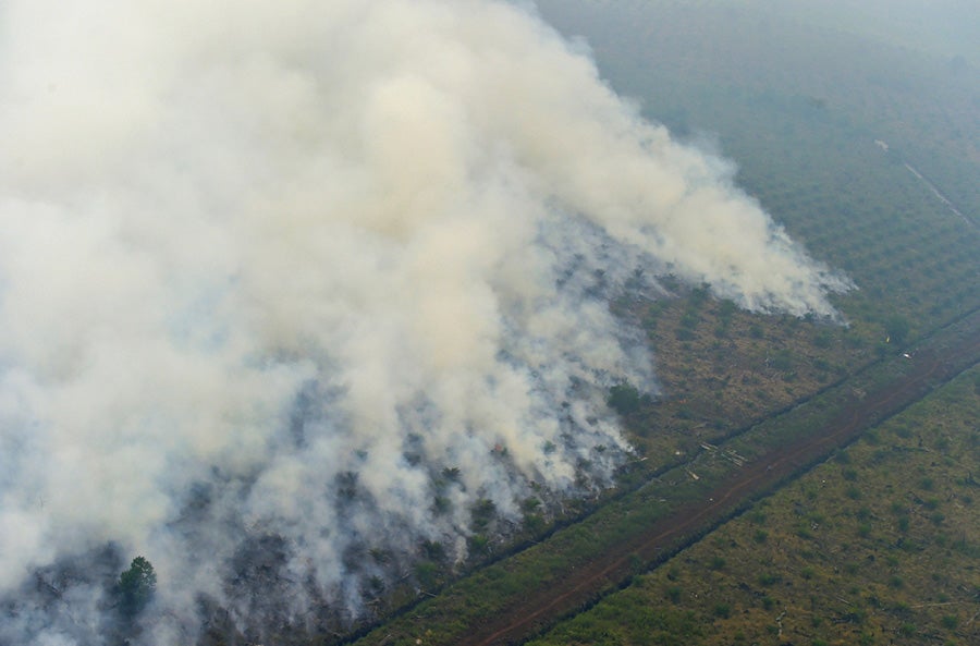 Palm oil forest destruction