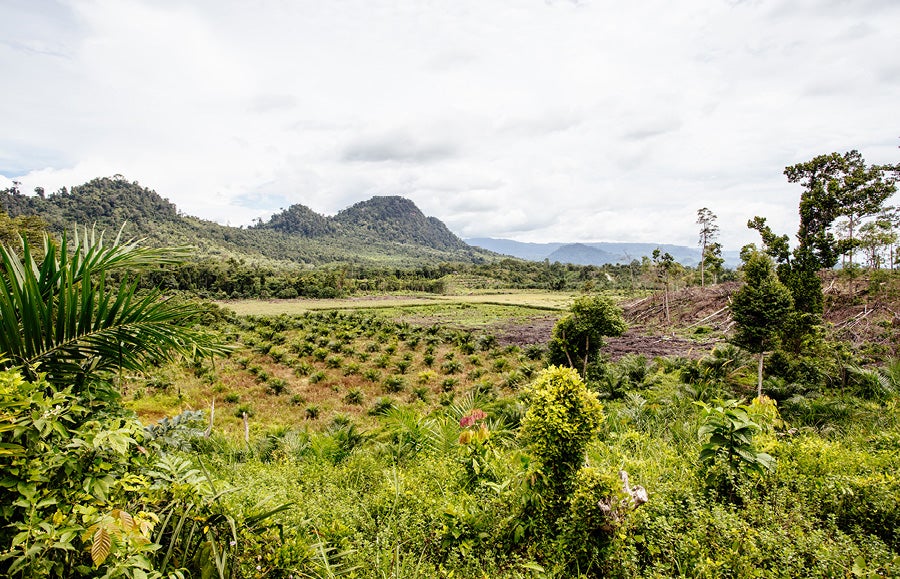 palm oil plantation in North Sumatra