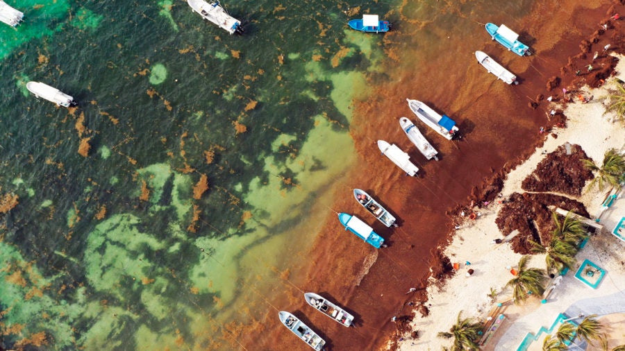 Sargasso seaweed