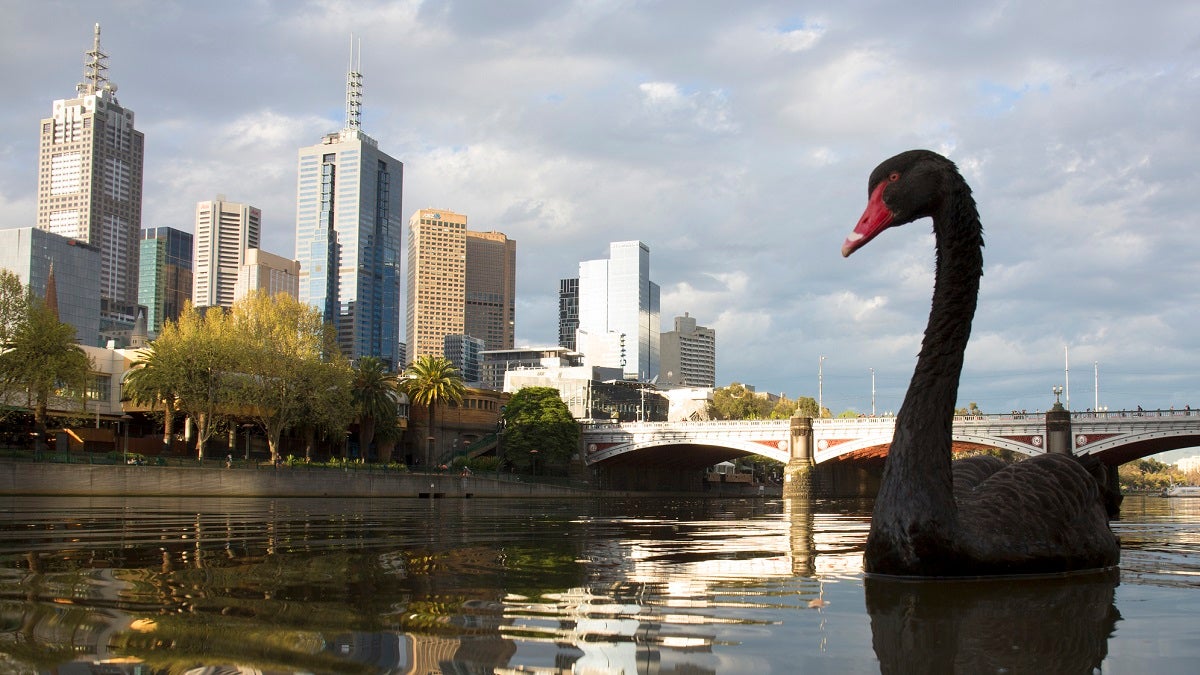 Black swan on river way twilight.